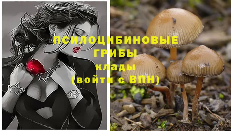 Псилоцибиновые грибы Magic Shrooms  Туринск 